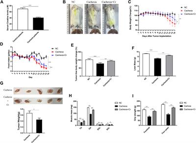 Creatine modulates cellular energy metabolism and protects against cancer cachexia-associated muscle wasting